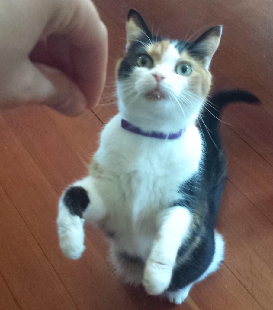 Cat standing up on hind legs looking at human hand offering a treat