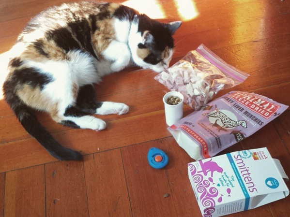 Calico cat laying on the floor near multiple bags of cat treats