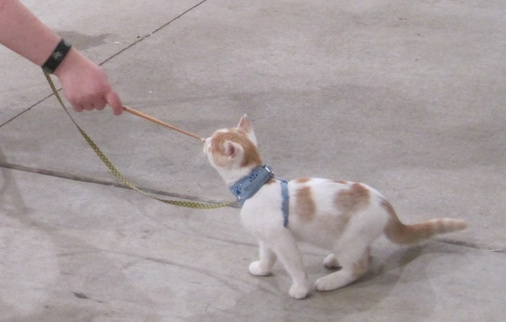 Orange and white piebald cat wearing blue harnesswalking on a leash and touching a training target stick with nose