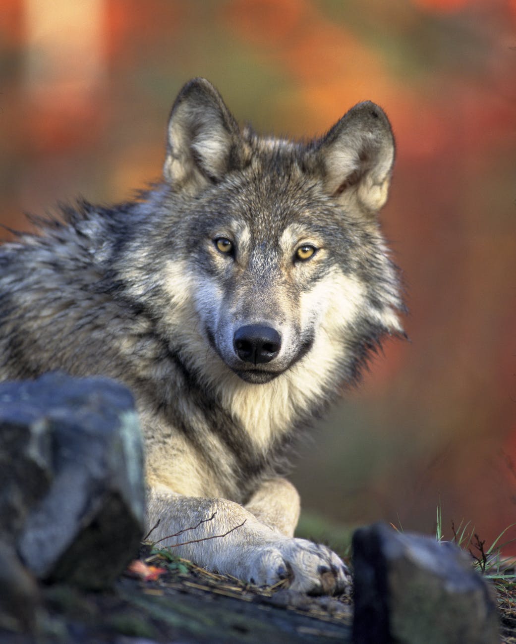 Beautiful wolf looking directly into the camera