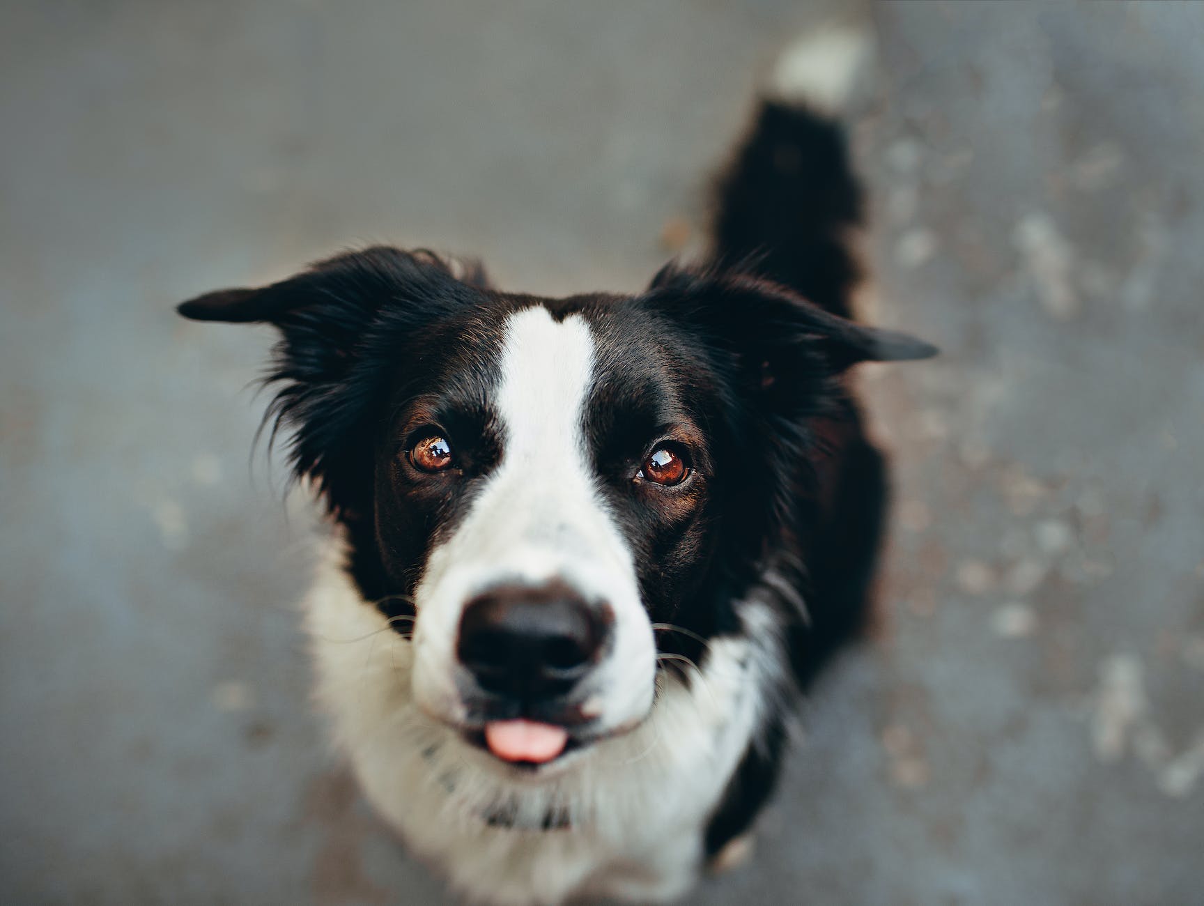 Black and white herding dog sticking out the tip of his tongue and looking very cute