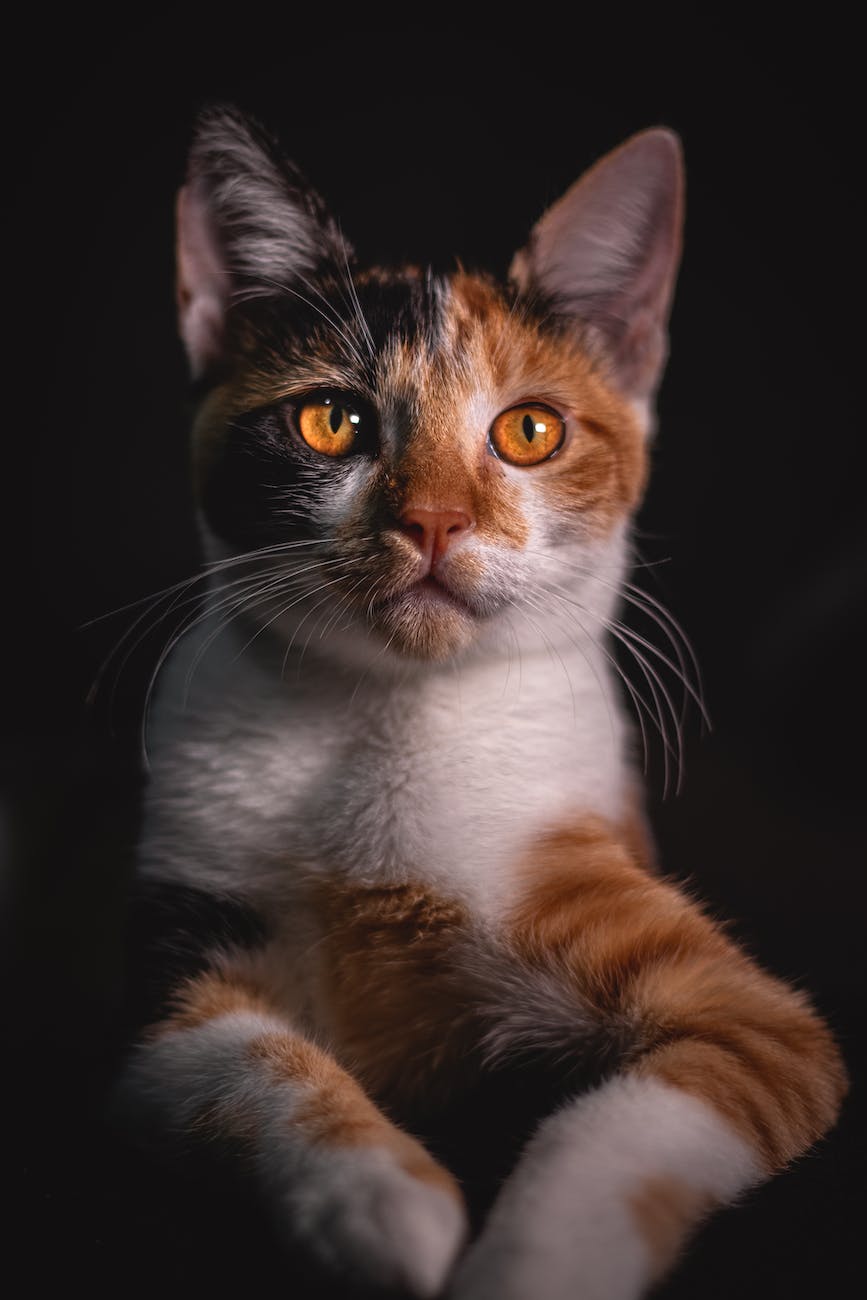 Orange and white cat with orange eyes on black background