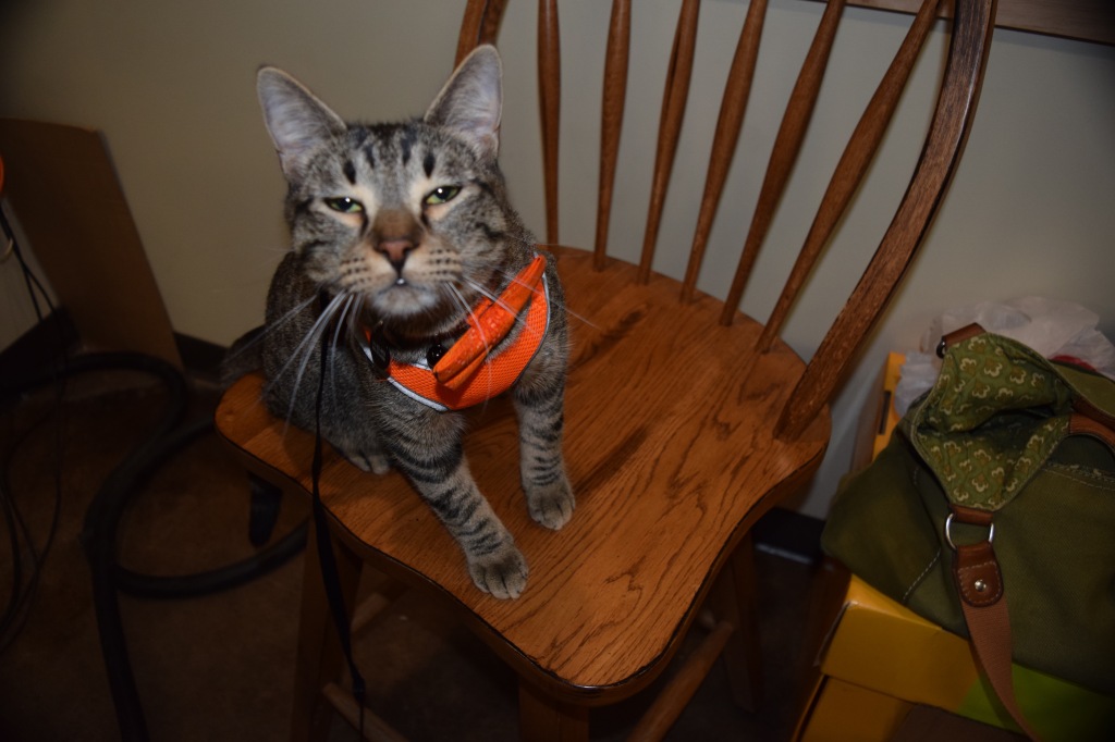 Grey tabbycat wearing orange harness and black leash sitting on a wooden chair