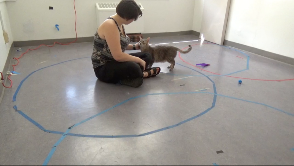 Research participant sitting on lab floor looking at and petting grey tabby cat who is also looking back at her