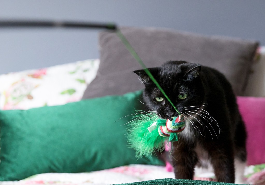 Black and white tuxedo cat carrying green, red, and white stuffed toy in her mouth